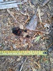 Urocyon cinereoargenteus