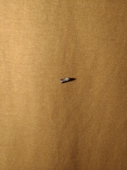 Plodia interpunctella