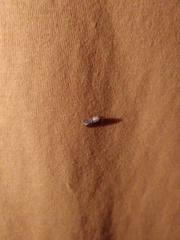 Plodia interpunctella