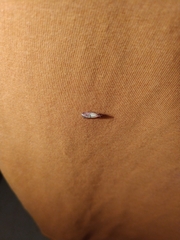 Plodia interpunctella