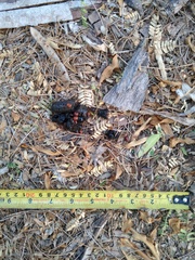 Urocyon cinereoargenteus