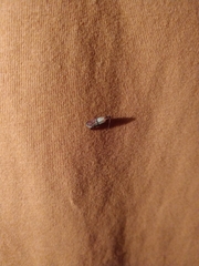 Plodia interpunctella