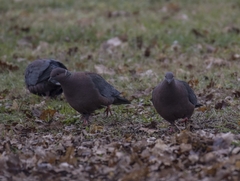 Patagioenas araucana