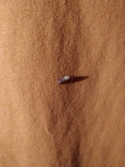 Plodia interpunctella