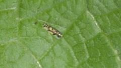 Eupteryx atropunctata