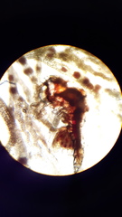 Multicrustacea