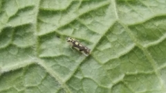 Eupteryx atropunctata