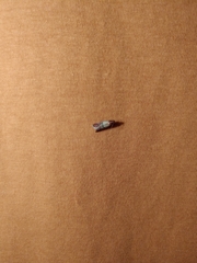 Plodia interpunctella