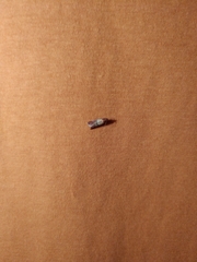 Plodia interpunctella