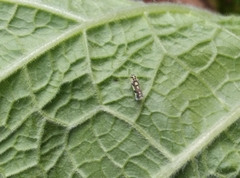 Eupteryx atropunctata