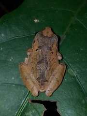 Pristimantis taeniatus