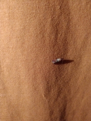 Plodia interpunctella