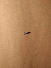 Plodia interpunctella