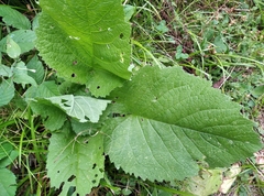 Eupteryx atropunctata