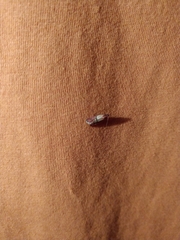 Plodia interpunctella