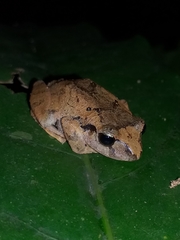 Pristimantis taeniatus