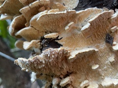 Irpiciporus