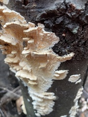 Irpiciporus