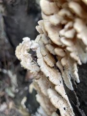 Irpiciporus