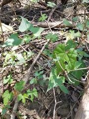 Vitis palmata