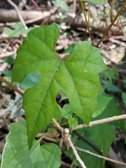 Vitis palmata