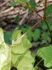 Vitis palmata