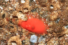 Cnemidocarpa finmarkiensis