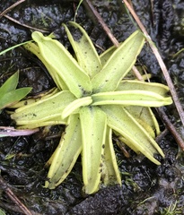 Pinguicula caerulea