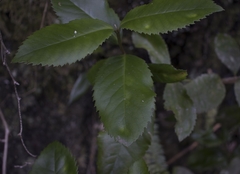 Laureliopsis philippiana