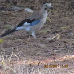 Garrulus glandarius atricapillus