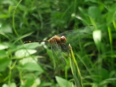 Dythemis sterilis