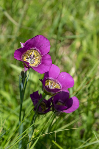 Gunnison's Mariposa Lily