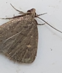 Idia diminuendis