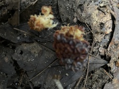 Calyptorhynchus lathami