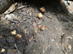 Calyptorhynchus lathami