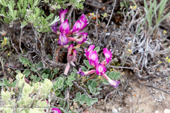 Astragalus chamaeleuce