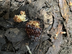 Calyptorhynchus lathami