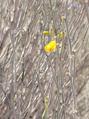 Hoffmannseggia aphylla