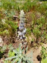 Lupinus leucophyllus