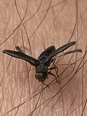 Agrilus