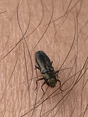 Agrilus