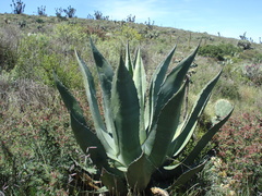 Agave salmiana crassispina