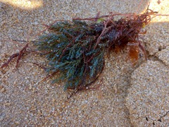 Ericaria selaginoides