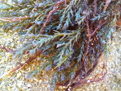 Ericaria selaginoides