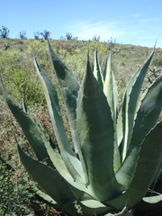 Agave salmiana crassispina
