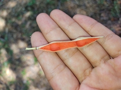 Quadrella odoratissima