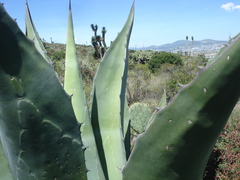 Agave salmiana crassispina