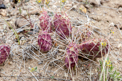 Opuntia × debreczyi