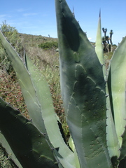Agave salmiana crassispina