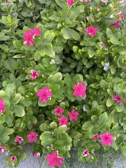 Catharanthus roseus